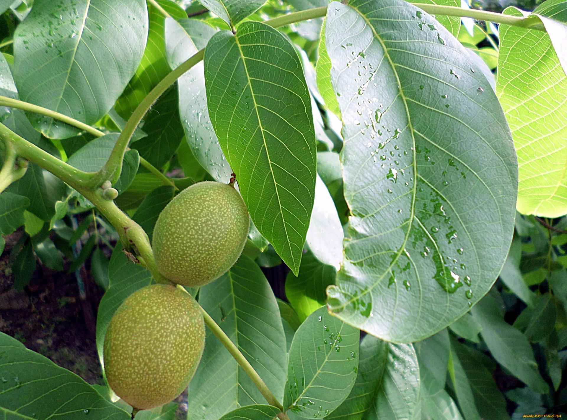 Ореховые дерево с плодами обои